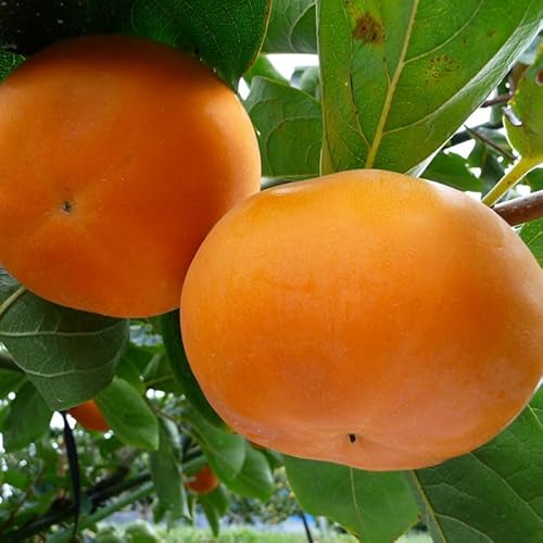 輝太郎 [柿](3kg箱)10月出荷予定 鳥取県南部町