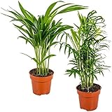 Pack de 2 Palmeras Naturales de Interior Areca + Chamaedorea en Maceta Ø 13 Altura 30-40 cm Decoración Hogar (no incluye maceta cerámica)