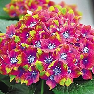 Amazon Co Jp 紫陽花 苗 Amazon Co Jp 紫陽花 苗