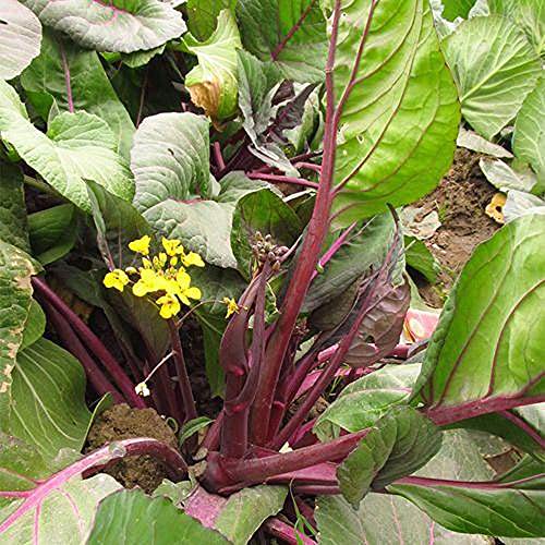 500pcs Yu Choy Sum Seeds Red Stem Red Purple Stems Brassica Rapa Seeds