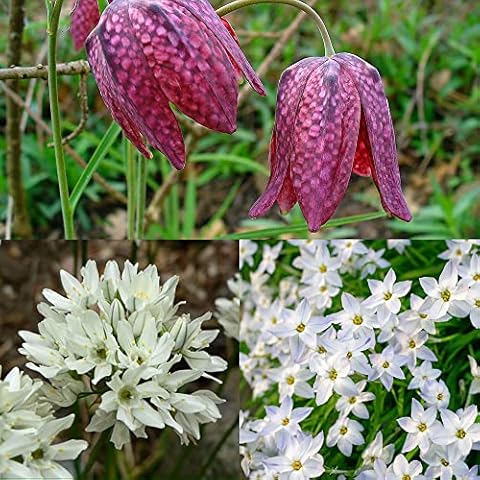 KUVIAS Woodland Combination Pack Spring Flowering Bulbs - Fritillaria Meleagris, Brodiaea White, Triteleia Uniflora - Fragrant & Easy to Grow Flowers, Perfect for Woodland Areas & Naturalising Cover