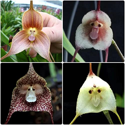 Affen Orchidee Pflanze Kaufen Die 15 besten Produkte im Vergleich