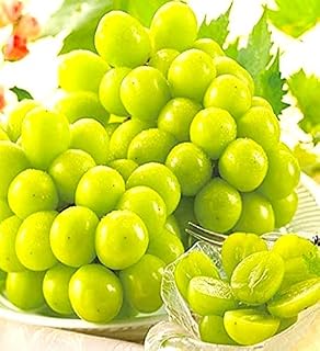 【極甘 極うす皮 糖度:22度前後の別世界】山梨県産 シャインマスカット 約1.1kg 2-3房 絶品 ギフト 当店化粧箱 ぶどう 【農園から直接お手元へ】豪華ギフト用ぶどう化粧箱 笛吹市 【青柳農園】        