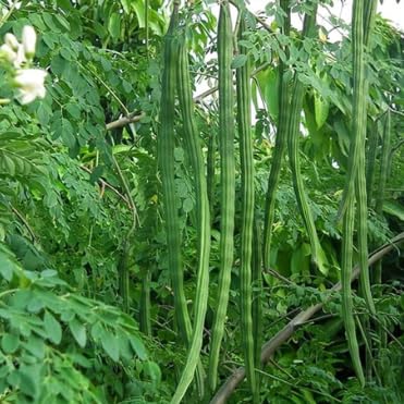 JIGNISHASEEDS Hybrid PKM 1 Drumstick/Sajna - Moringa Oleifera Seeds - Pack of 15 (B0CQP86MDJ) Amazon Price History, Amazon Price Tracker