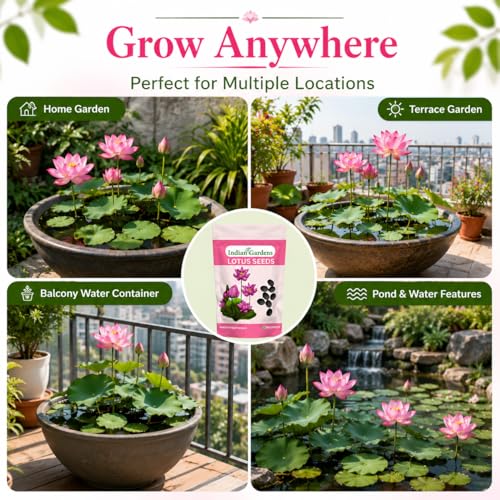 Image of Indian Gardens - Lotus Seeds for Planting | Premium Quality Lotus Flower Seeds | Suitable for Water Gardens, Containers, Ponds & Home Gardening