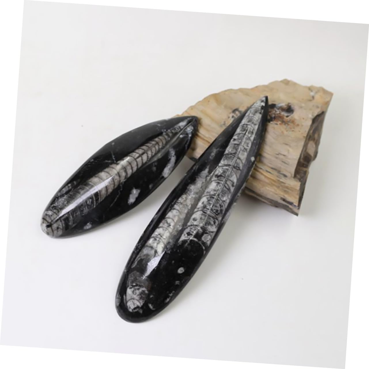 Gatuida Especimen Fósil Orthoceras Grande Natural, Modelo Paleontológico Educativo Para Enseñanza, Adorno De Escritorio Decorativo, Juguete Científico Para Laboratorio y Colección