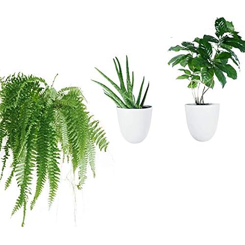 Make Good Virgo Self-Watering Wall Planters (Set of 3) Cover
