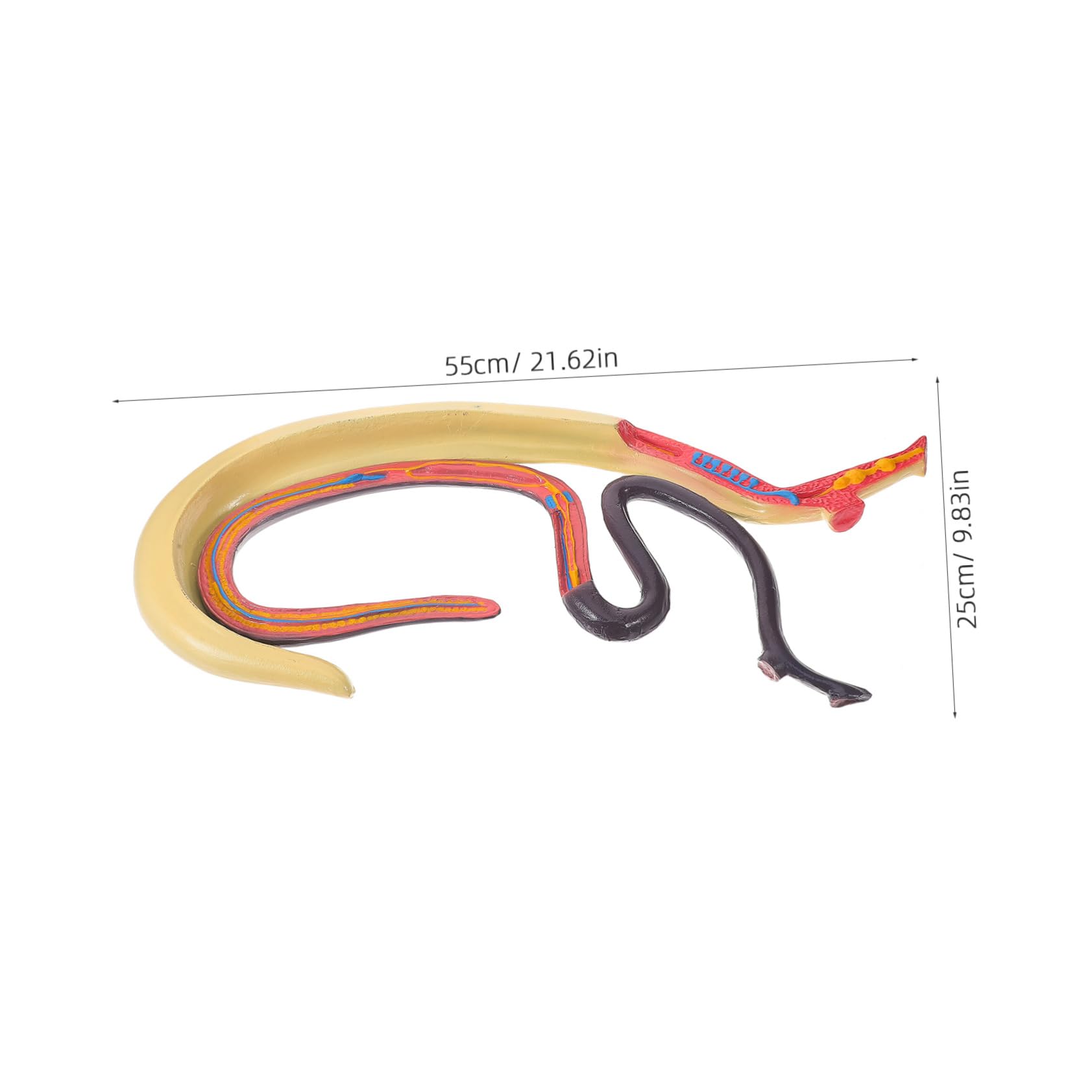 Modèle Anatomique de Schistosome Détachable Affichage Facile en Plastique pour Enseignement en Biologie pour Cours et Expositions Scientifiques