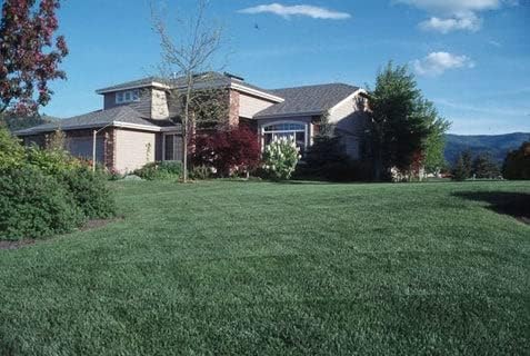 Award Kentucky Bluegrass Seed (5 Lbs.)