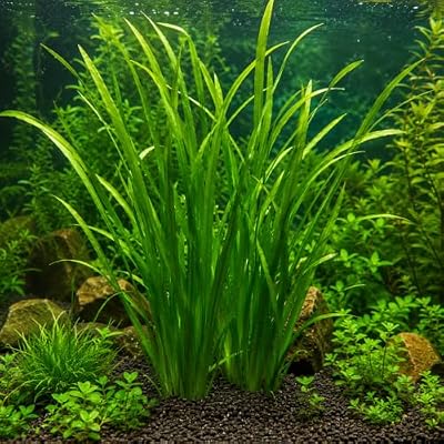 Jungle Vallisneria Freshwater Plant, 1 Bundle Live Aquarium, 4-7 Inch Tall