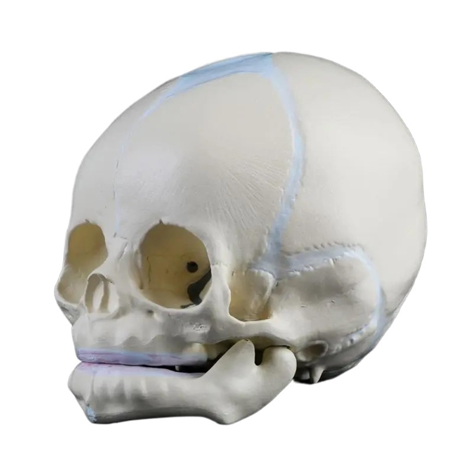 GTHTUHFD 1: 1 Human Fetal Baby Infant Medical Skull Skeleton Model Teaching Supplies For Medical Science