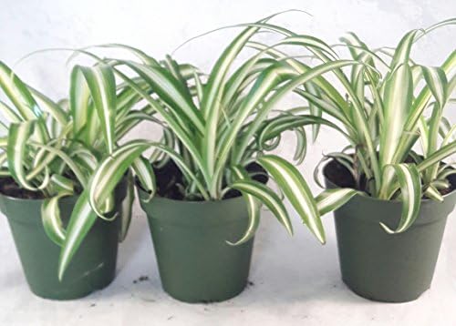 Ocean Spider Plant - 4'' Pot 3 Pack for Better Growth - Cleans th...