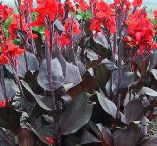 Canna Tropicanna Black (2 bombillas) Hojas granate oscuro, flores de color rojo anaranjado