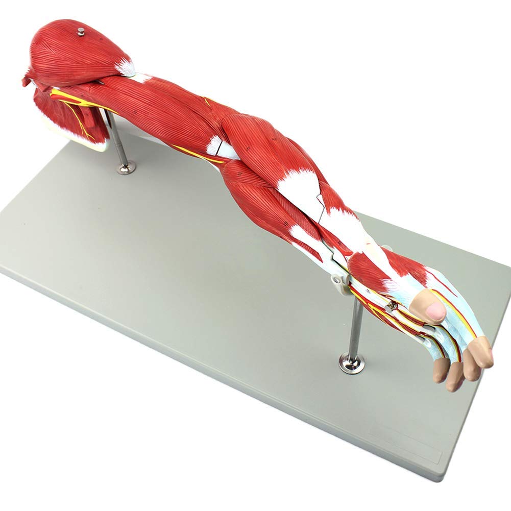 Human human body model of upper arm muscle blood vessel nerve structure anatomy model for teaching props and doctor patient communication