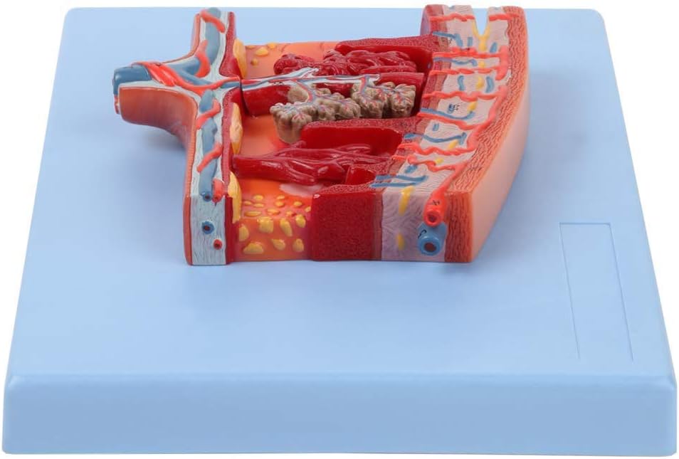 Assembly model Human Reproductive System Anatomy Model, Enlarged Model of Placenta, Detailed Cross Section Shows Blood Flow and Nutrition Gynecology Reproductive System Specimens