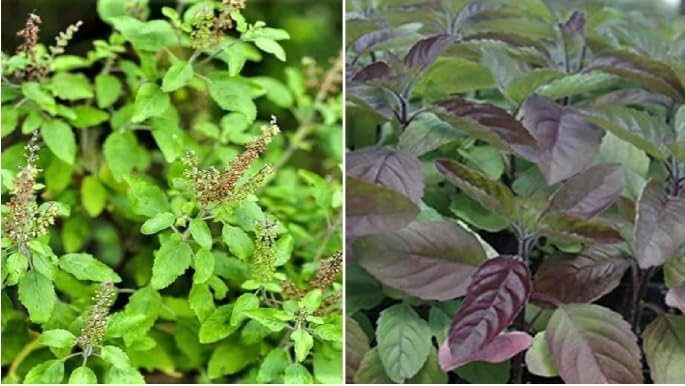 Image of Tulsi Seeds 100 Seeds + Free 20 Marigold Seeds | Green Krishna Rama Holy Basil (Ocimum Sanctum) Medicinal Ayurvedic Herb Seeds | Sacred Pooja Plant Seeds for Indoor Outdoor Home Garden Balcony Terrace