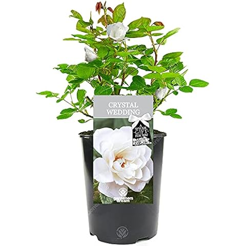 GardenersDream 15th Crystal Anniversary Rose Cover
