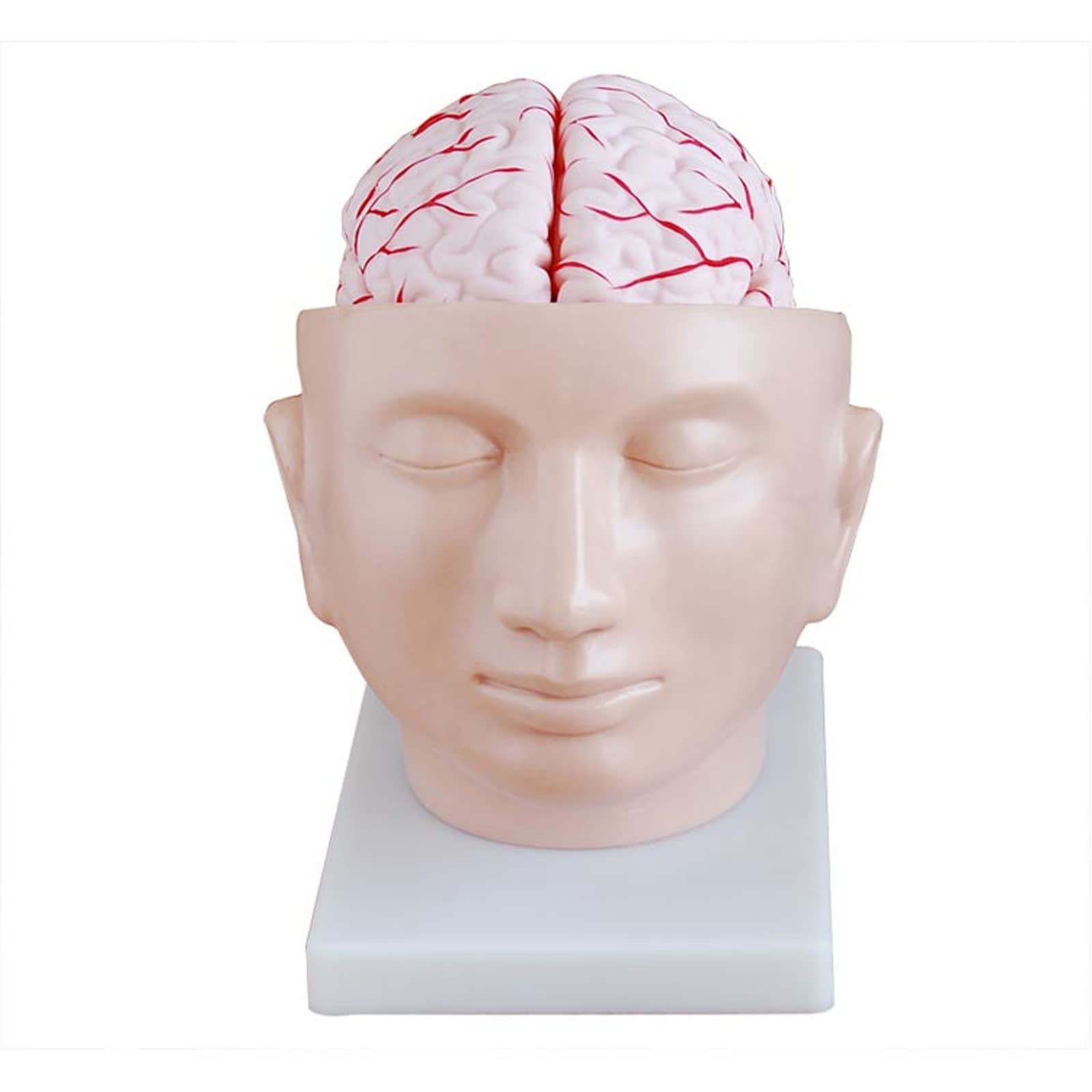 Buy Head Model with Brain Human Anatomy Head Skull Brain Cerebral