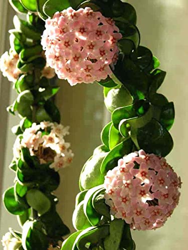 See full amazon price history chart for The Four Seasons Hoya Hindu Rope | Carnosa Compacta | Rare Natural Live Plant in Pot The Four Seasons Hoya Hindu Rope | Carnosa Compacta | Rare Natural Live Plant in Pot (B0BKPVSVJG) Amazon Price History, Amazon Price Tracker