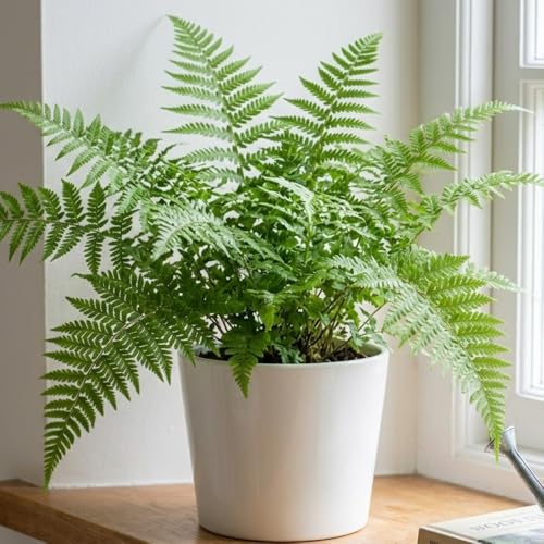 5 Lady Fern Plants, Live Perennial Fern Bare Root Starters, Tall Decorative Greenery for Shaded Backyard and Garden Rows - Thumbnail 2