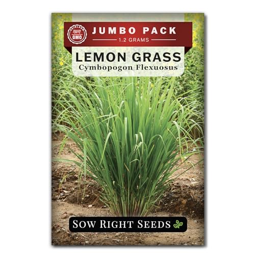Sow Right Seeds - Lemon Grass Seed for Planting - 1600 Seeds 1.2 Grams Non-GMO Heirloom Bulk Jumbo Pack with Instructions to Plant and Grow an Herb Garden - Grow Loads of This Culinary Herb