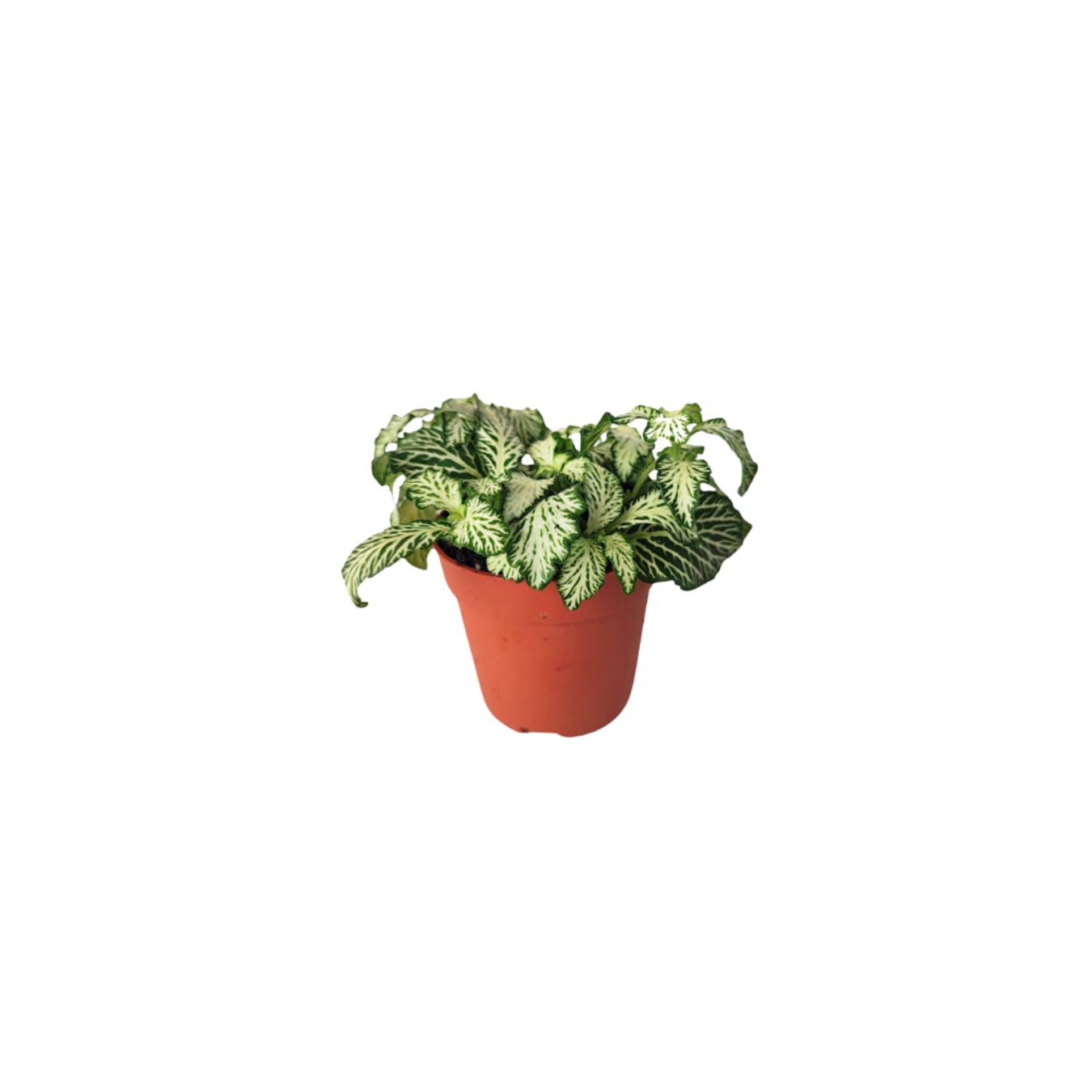 Kit 6 plants verts pour Terrarium Fai-da-Te | Fittonia Rouge et Blanc, Fougère, Lierre, Mini Calathea | Plantes Vives d'intérieur (Avec Bonsai Mini)