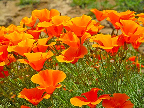 Arizona Wildflower Bulk Seed Mix - Over 30,000 Premium Seeds - 15 Varieties #TOP3