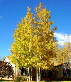 500 Quaking Aspen Tree Seeds, Populus Tremuloides