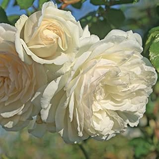 Wedding Garland Climbing Rose by Heirloom Roses - White Climbing Roses Ready to Plant