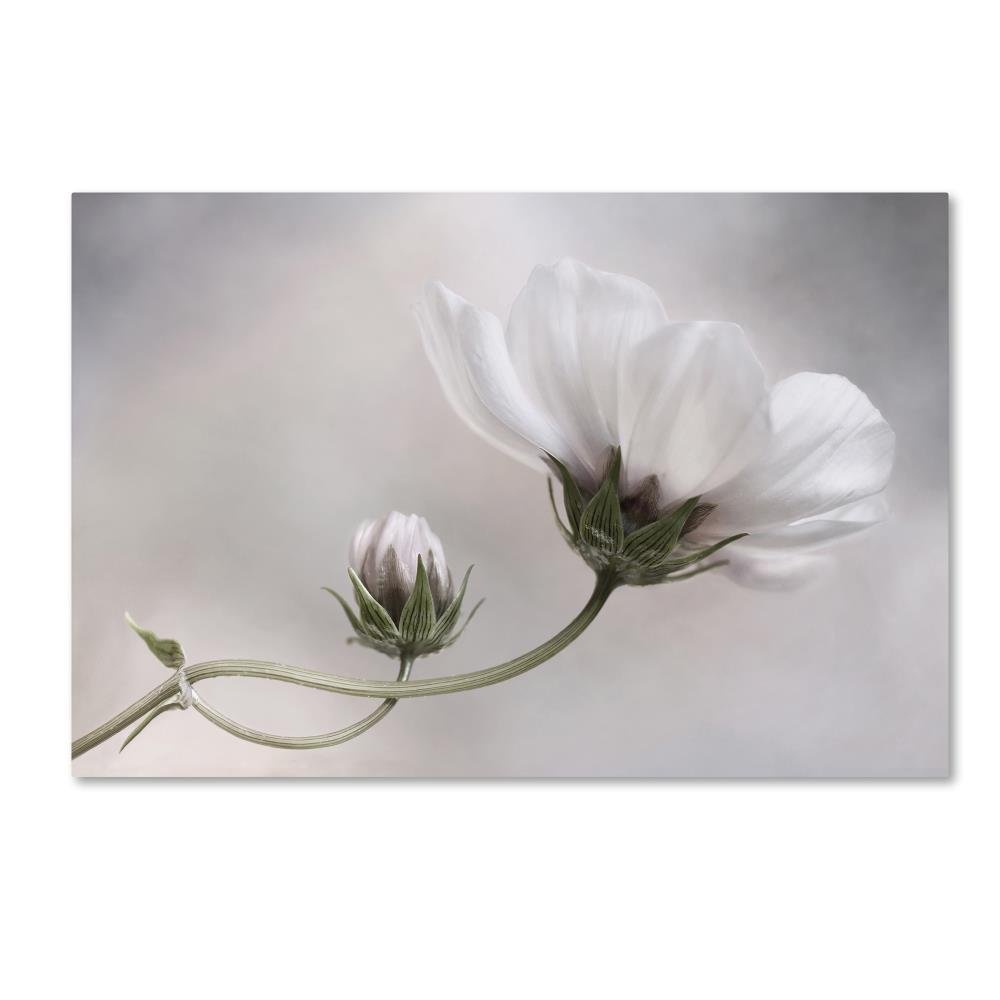 Simply Cosmos by Mandy Disher, 22x32-Inch Canvas Wall Art