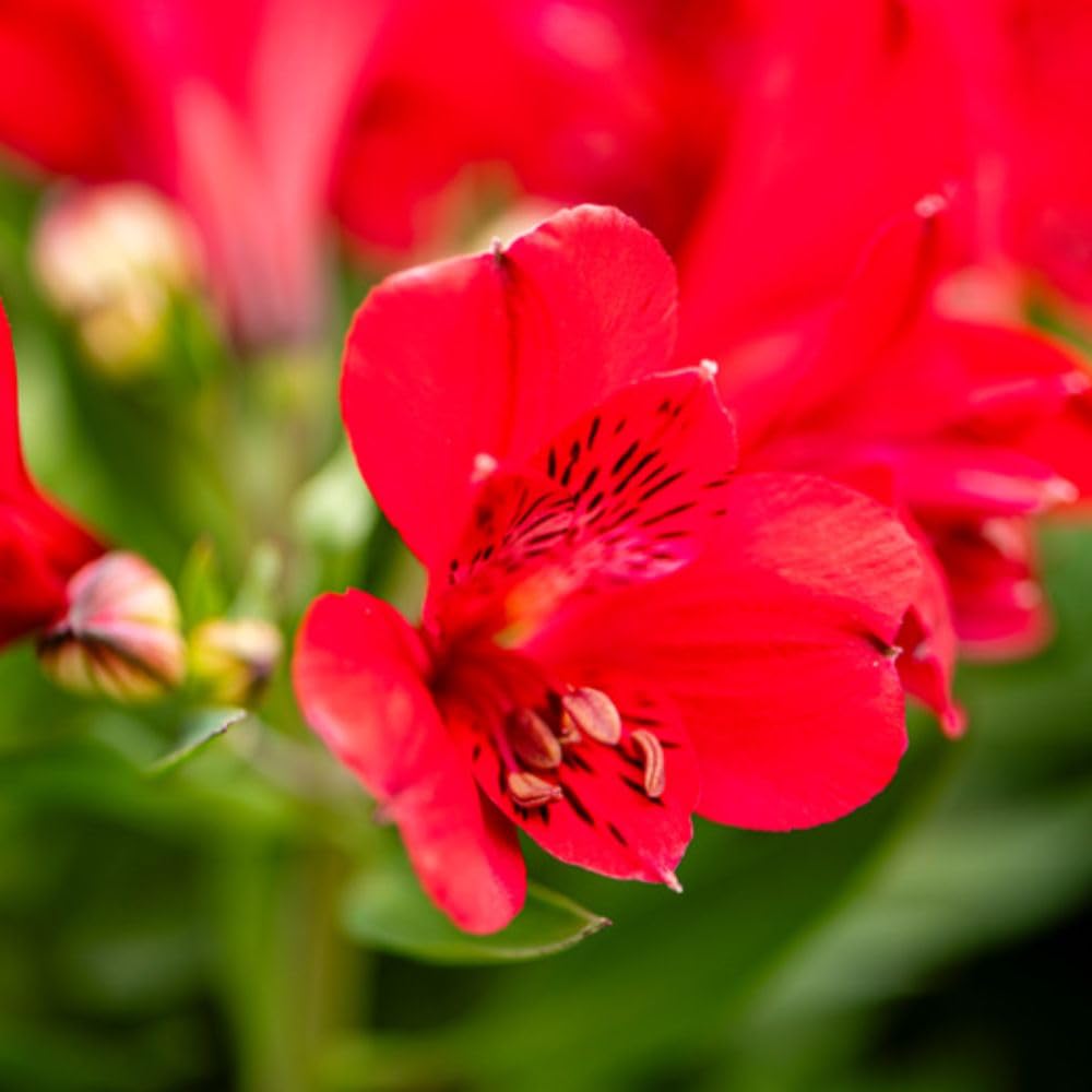 Alstroemeria Inticancha 'Valentino' 1 Jumbo Plug Plants - Hardy Perennial - Compact Patio & Container Plant with Rich Red Speckled Flowers - Cut Flower Variety by Thompson and Morgan