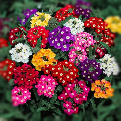 Verbena Flower Seeds 5000 – Vibrant Mixed Variety – Easy-Grow, Drought-Resistant Blooms for Beds, Borders & Pollinator Gardens