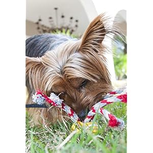   ChuckIt-Tennis-Fanatic-Dog-Toy-Medium-25-Inch