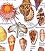 fishcardscom Shell ID Card: Beachcomber's Field Guide Tropical Atlantic Caribbean Gulf of Mexico