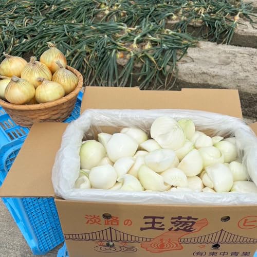 WHYʂ˂ yËʂ˂ ނ/Jbg 10kgzނEJbgisEj10kg  t@[ Ђ傤SuhF؋ʂ˂ JGAP_͔|ʂ˂