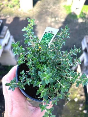 Thyme Live Plant, Outdoor, Fragrant and Pest Resistant, Year Roun...