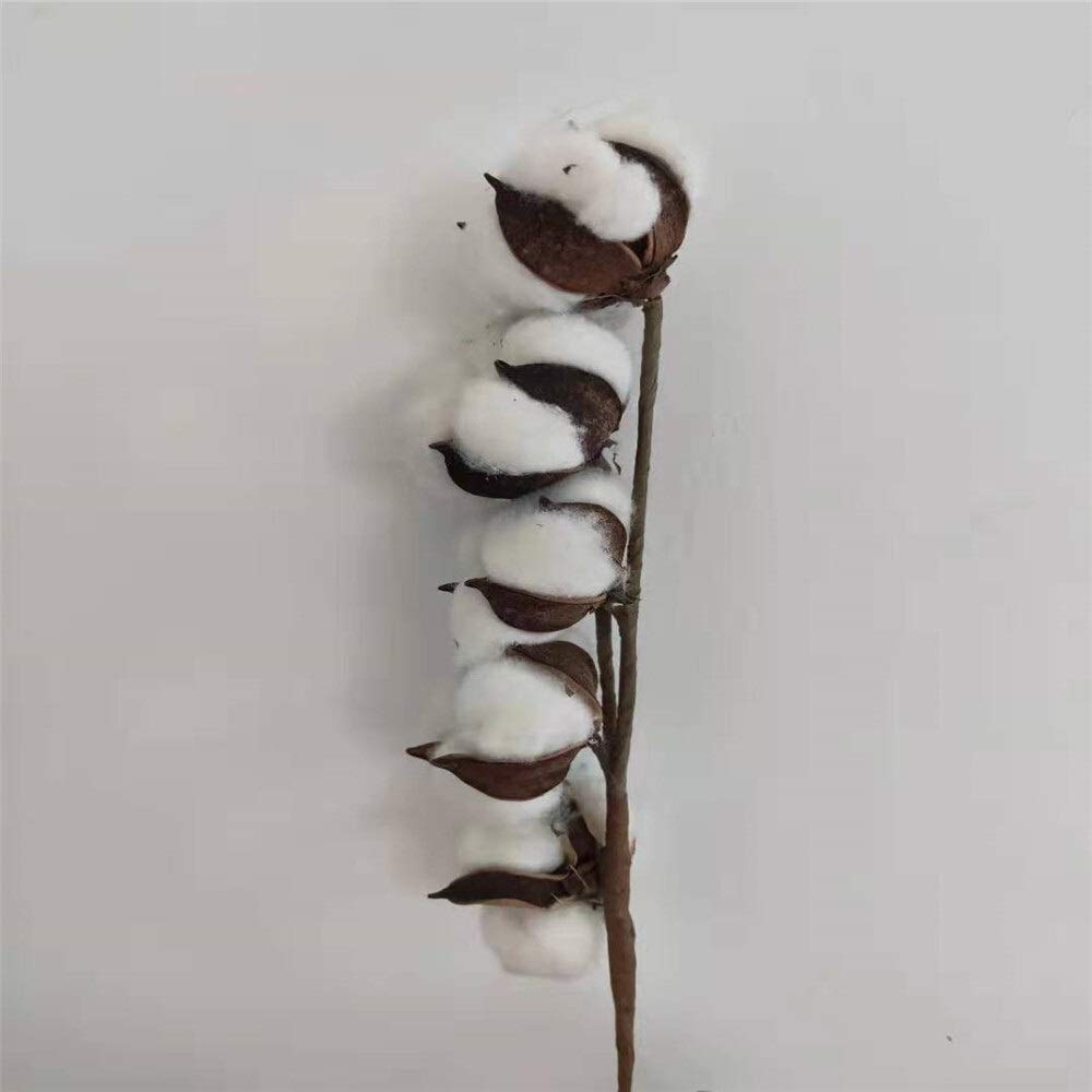 Amazon ドライフラワー ドライフラワーホワイト9茎天然乾燥花綿の枝人工綿の枝 ドライフラワー ハー バリウム素材 用シリカゲル花材 髪飾 Color 5pcs Per Stem ドライフラワー オンライン通販