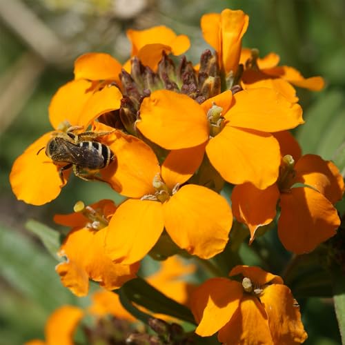 Image of Ferry-Morse Honey Bee Bulk Wildflower Seeds, 440,000+, 1 lb