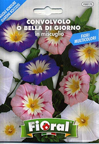 FIORAL CONVOLVOLO O BELLA DI GIORNO IN MISCUGLIO