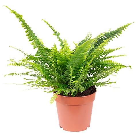 Schwertfarn 'Green Lady' - echte Zimmerpflanze, Nephrolepis - Höhe ca. 35 cm, Topf-Ø 12 cm Cover