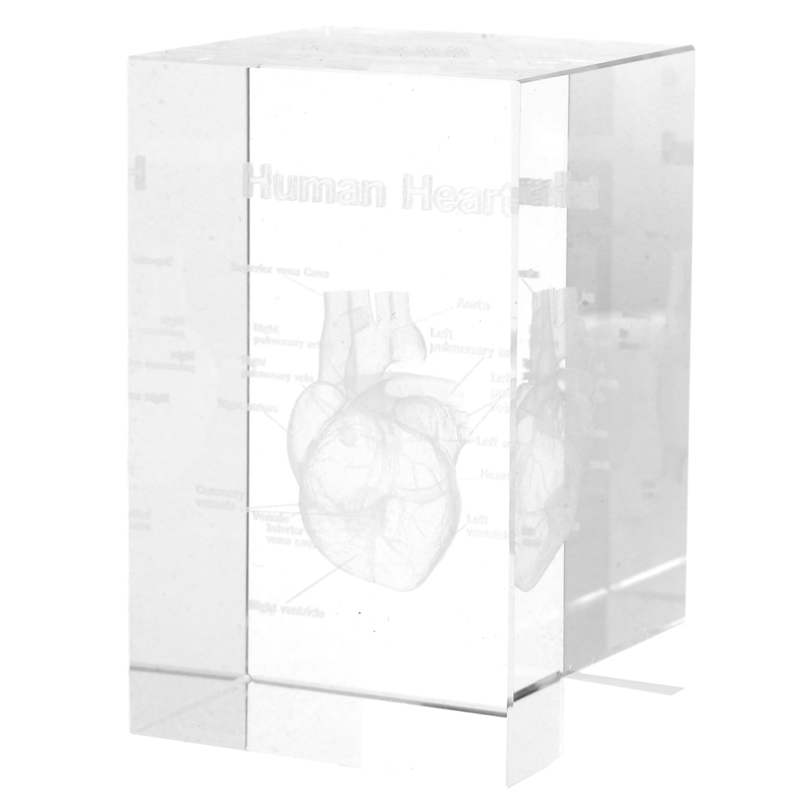 Modèle de cœur humain Veemoon en verre soufflé de haute précision