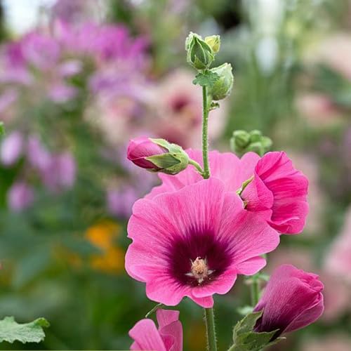 SREE Hollyhock Double Mixed Flower Seeds -Alcea Rosea -Mixed Colour Pack Of 50 Seeds.