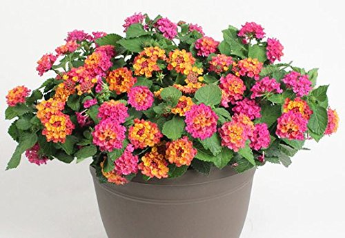 See full amazon price history chart for Creative Farmer Flower Seeds Easy To Grow Bandana Lantana Flower Seeds Mixed 20 Seeds Kitchen Garden Seeds Pack Creative Farmer Flower Seeds Easy To Grow Bandana Lantana Flower Seeds Mixed 20 Seeds Kitchen Garden Seeds Pack (B078R65QNZ) Amazon Price History, Amazon Price Tracker