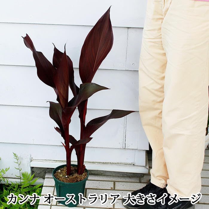 Amazon.co.jp: ハッピーガーデン 花苗 カンナ オーストラリア 1