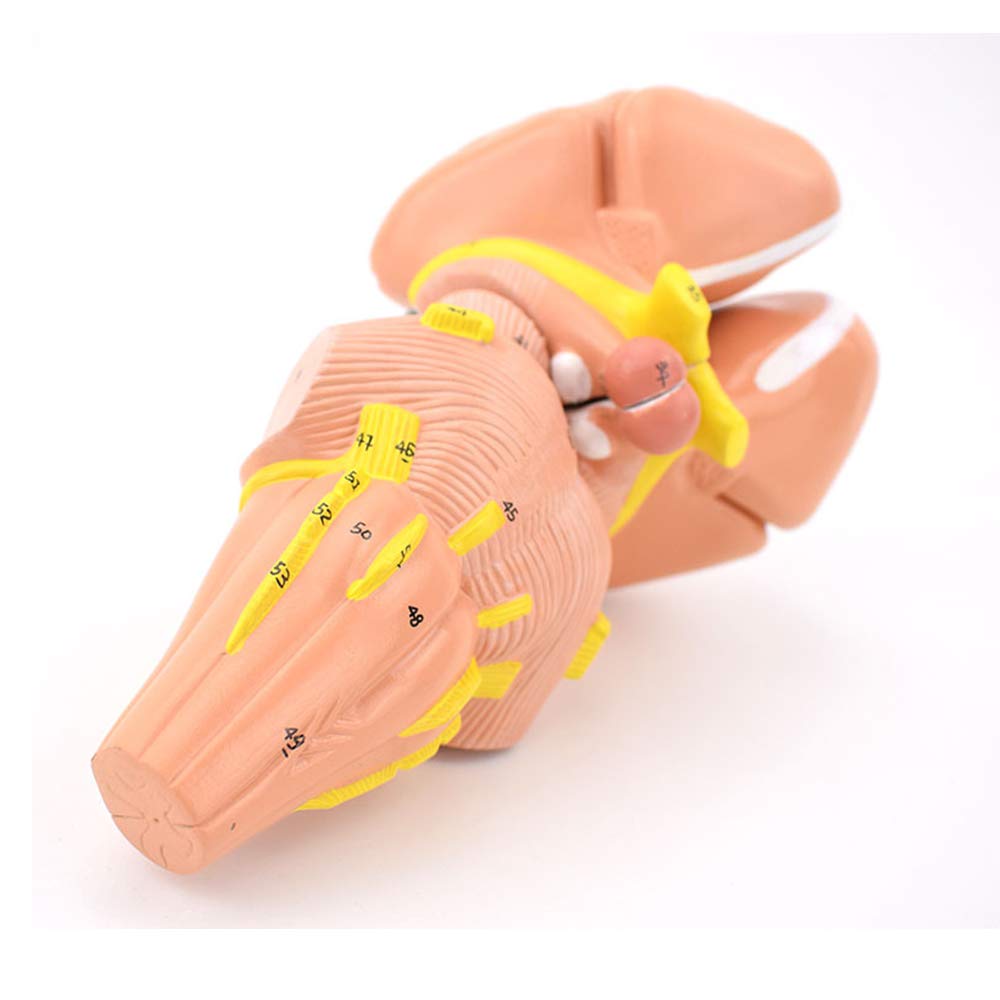 Human Brain Model Internal Capsule and Basal Ganglia Model Nerve Core Neurological Function Area Nuclei Model Nerve Center Brain Anatomical Model System Studying Tool
