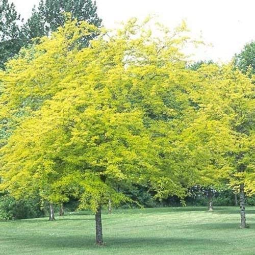CSNCH 5 Seeds Of Thornless Honeylocust Gleditsia Triacanthos