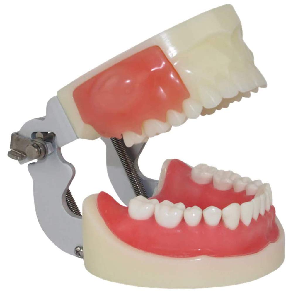 Buy Human Teeth Model, Oral Examination Abscess Incision and Dental