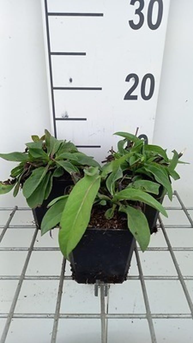 6x Succisa - Succisa pratensis | 9x9 cm pot