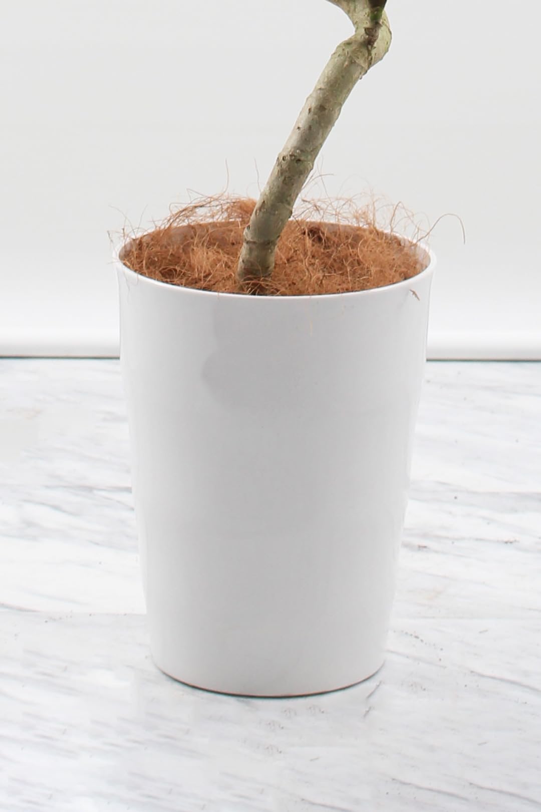 ★シェフレラ•ツピタンサス♪ 125cm ホワイト陶器鉢♪ 楽天市場】ツピタンサス シェフレラ 観葉植物 本物 ホワイトセラ