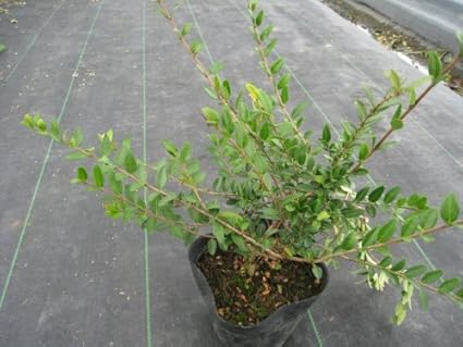 6か月枯れ保証 低木 ロニセラニティダ 0 1m 植木 Amazon 6か月枯れ保証 低木 ロニセラニティダ 0 1m 植木 Amazon